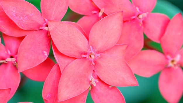 Foto ciérrese para arriba de la flor roja de ixora en el jardín.