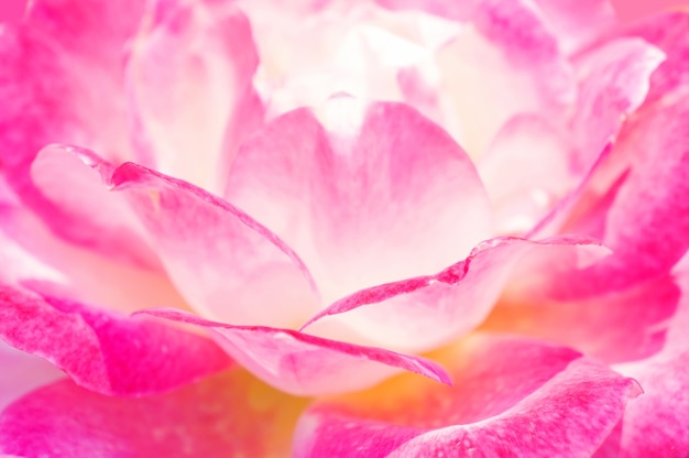 Ciérrese para arriba de la flor rosada hermosa de la rosa.