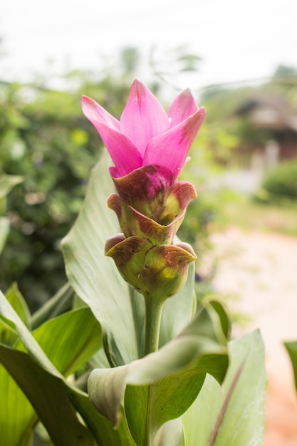 Ciérrese para arriba de la flor del tulipán de Siam.