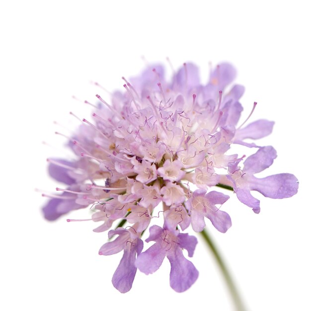 Foto ciérrese para arriba en una flor violeta en blanco