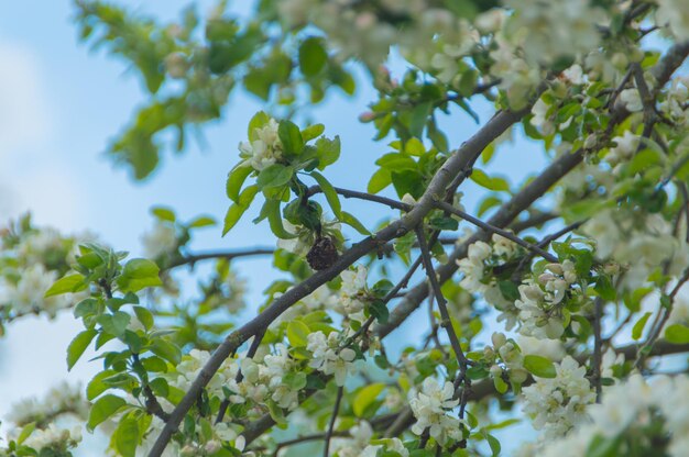 Ciérrese para arriba de las flores blancas de Apple.