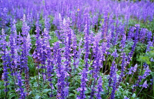 Ciérrese para arriba de las flores hermosas de la lavanda violeta en el jardín.