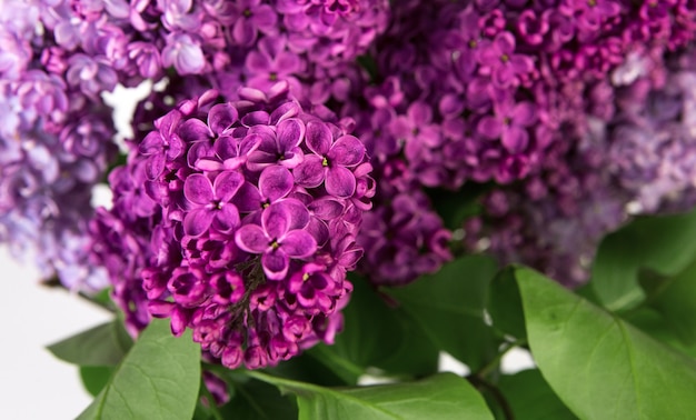 Ciérrese para arriba de las flores violetas de la lila de la primavera. Flor de primavera.