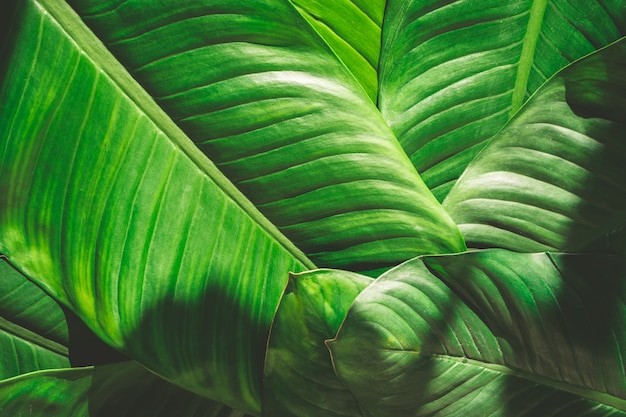 Ciérrese para arriba del fondo natural de las hojas del verde, textura tropical del follaje.