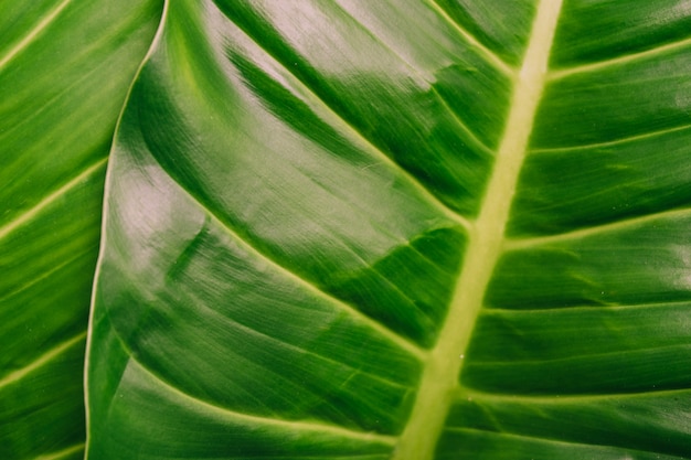 Ciérrese para arriba de fondo verde de la hoja.