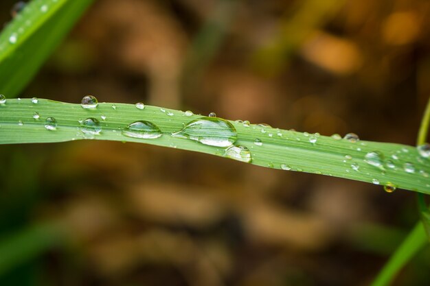 Ciérrese para arriba de gotas del agua en la hoja verde con la naturaleza en fondo de la estación lluviosa.