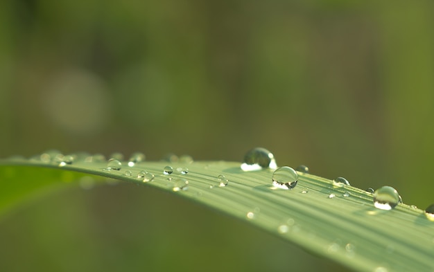 Ciérrese para arriba de gotas del agua en la hoja verde con la naturaleza en fondo de la estación lluviosa.