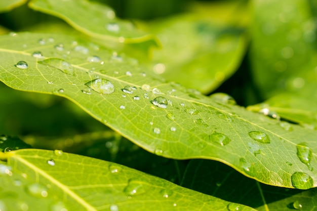 Ciérrese para arriba de gotas del agua en la hoja verde con la naturaleza en fondo de la estación lluviosa.