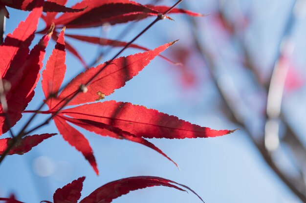 Ciérrese para arriba de la hoja de arce roja del otoño con el cielo azul claro.