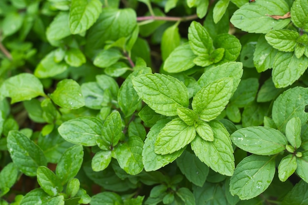 Ciérrese para arriba de la hoja de la hierbabuena en el jardín vegetal.