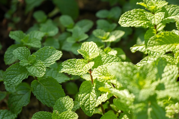 Ciérrese para arriba de la hoja de la hierbabuena en el jardín vegetal.