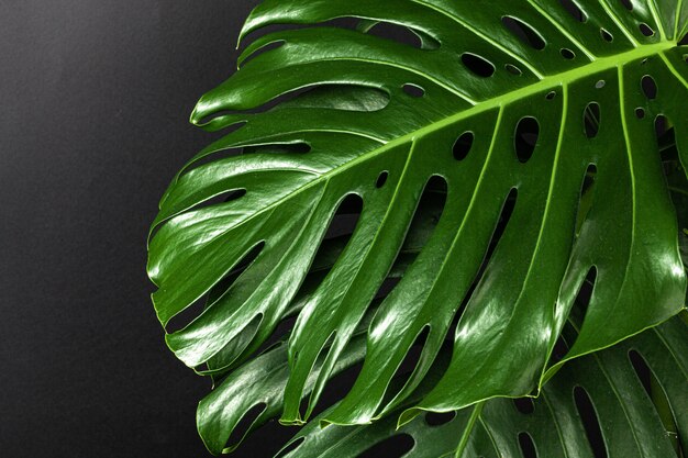 Ciérrese para arriba de una hoja del monstera en fondo negro oscuro. Objeto