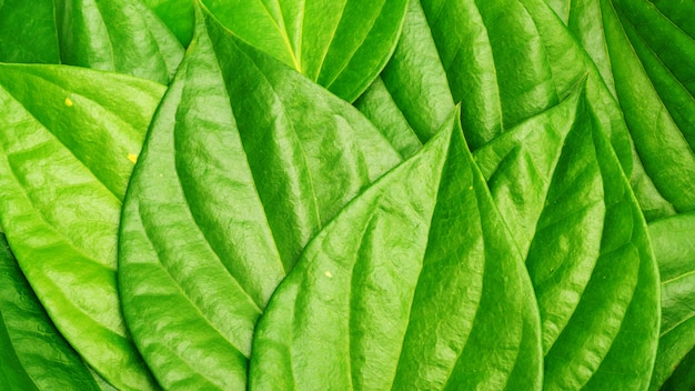 Foto ciérrese para arriba de la hoja verde del gaitero del betel para un fondo.