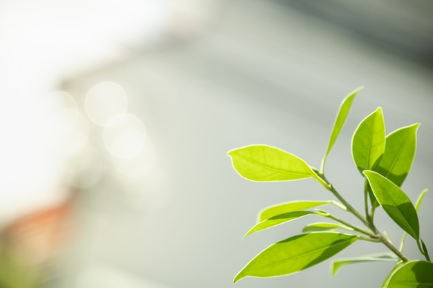 Ciérrese para arriba de la hoja del verde de la opinión de la naturaleza en fondo borroso del verdor bajo luz del sol con el paisaje natural de las plantas del fondo del bokeh y de la copia, concepto de la cubierta de la ecología.