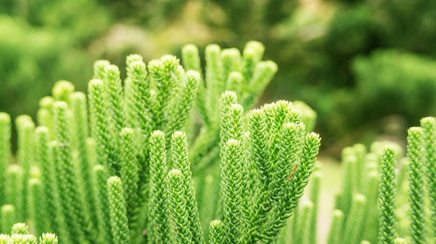 Ciérrese para arriba de una hoja verde del pino en un jardín.