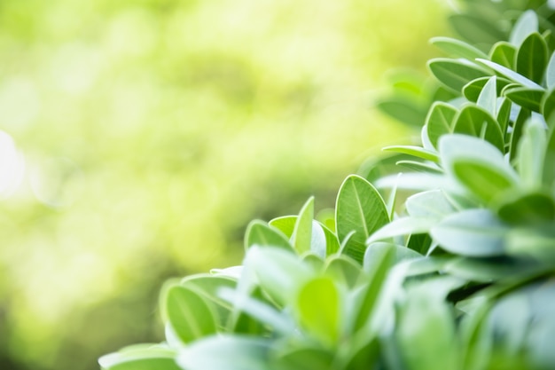 Ciérrese para arriba de la hoja verde de la vista de la naturaleza en fondo verde borroso bajo luz del sol con el fondo de las plantas naturales del paisaje del bokeh y de la copia,