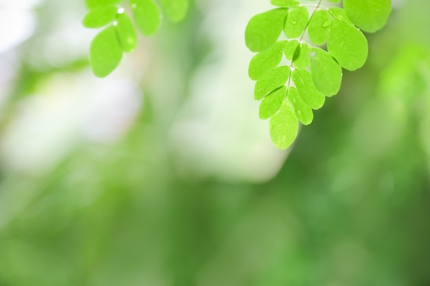 Ciérrese para arriba de la hoja verde de la vista de la naturaleza con gota de lluvia en fondo verde borroso bajo luz del sol con el bokeh