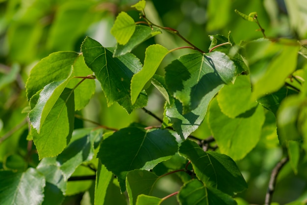 Ciérrese para arriba de las hojas del abedul verde. Fondo natural
