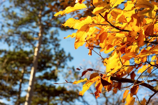 Ciérrese para arriba de las hojas de otoño amarillas en un parque