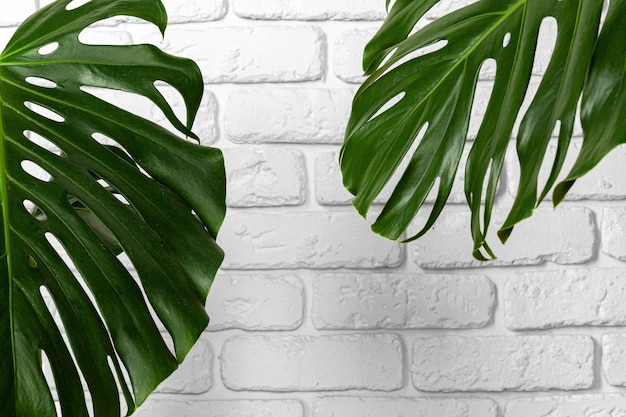 Ciérrese para arriba de las hojas de una planta del monstera contra la pared de ladrillo blanca. Copia espacio