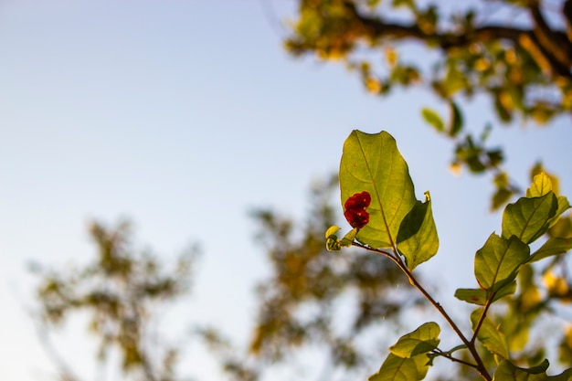 Ciérrese para arriba de hojas en la rama y la luz del sol por la mañana con el espacio de la copia.