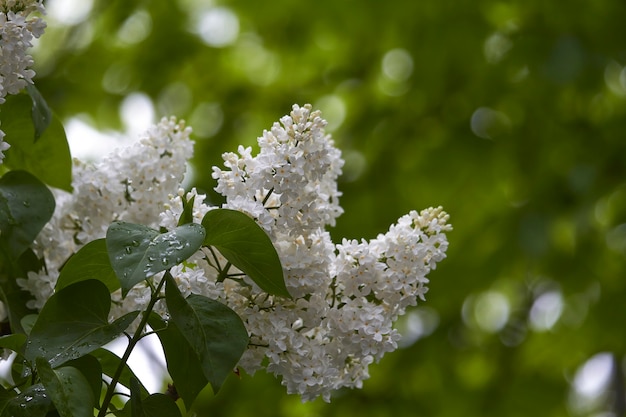 Ciérrese para arriba de lilas florecientes en la lluvia contra fondo del parque