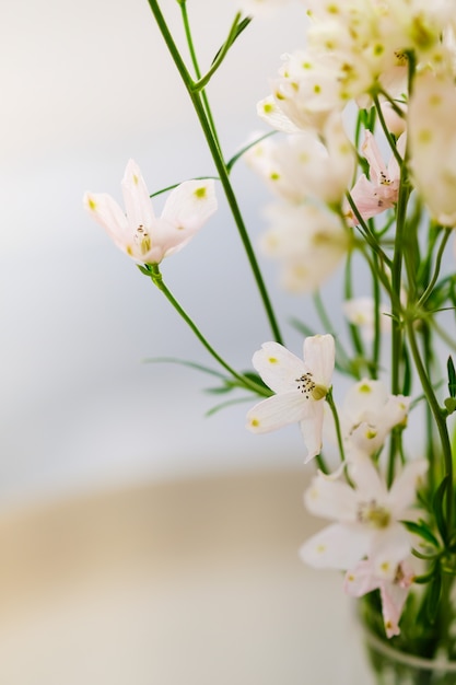 Ciérrese para arriba de la mini flor rosada blanca.