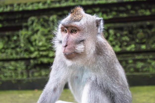 Ciérrese para arriba de mono en el bosque del mono Ubud, Bali, Indonesia