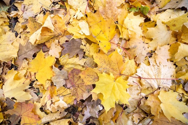 Ciérrese para arriba de muchas hojas amarillas caidas que cubren la tierra en parque del otoño.