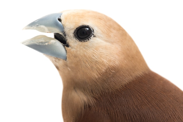 Ciérrese para arriba en el pájaro de cabeza blanca Munia Finch aislado