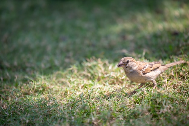 Ciérrese para arriba de pájaro del gorrión en el césped.