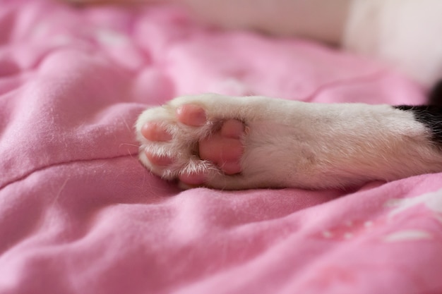 Ciérrese para arriba de las patas de un gato, gato recuéstese en cama rosada.