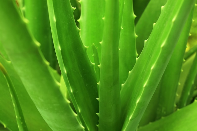 Ciérrese para arriba de la planta del áloe vera que crece en el jardín.