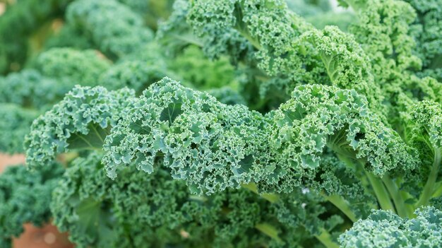 Ciérrese para arriba de la planta rizada verde de la col rizada en un huerto.