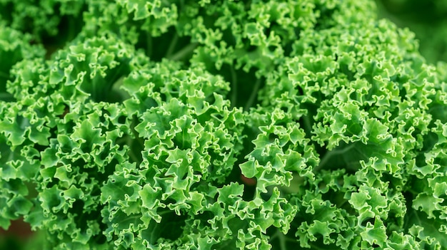 Ciérrese para arriba de la planta rizada verde de la col rizada en un huerto.