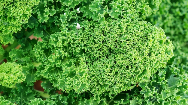 Ciérrese para arriba de la planta rizada verde de la col rizada en un huerto.