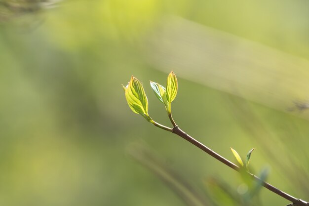 Ciérrese para arriba de la rama de árbol con los primeros brotes de hojas. Fondo de primavera con espacio de copia.