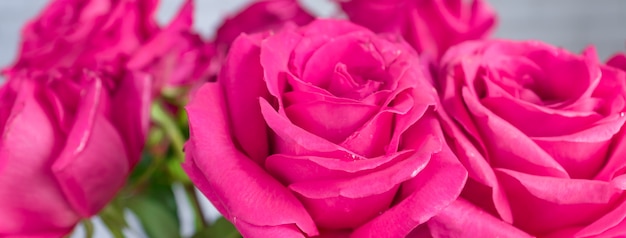 Ciérrese para arriba del ramo hermoso de rosas rosadas. Bandera