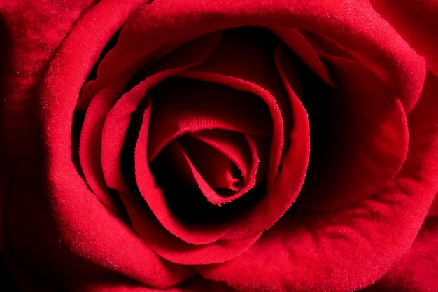 Ciérrese para arriba de una rosa roja, fondo de la flor.