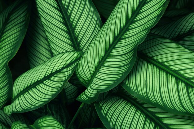 Ciérrese para arriba de la textura verde de la hoja en el bosque tropical para el estilo del fondo y diseñe el estilo del concepto de la naturaleza del eco.