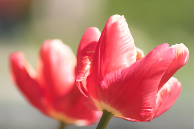 Ciérrese para arriba de tulipán rosado floreciente. Fondo de flores Paisaje de jardín de verano. Enfoque suave