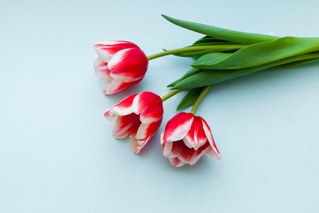 Ciérrese para arriba en tulipanes rojos como concepto del día de la primavera y de la mujer