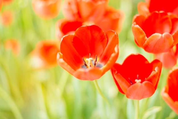 Ciérrese para arriba de los tulipanes rojos que florecen con luz del sol en el verano o el día de primavera.