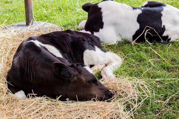 Ciérrese para arriba de la vaca que duerme en paja seca en la granja.