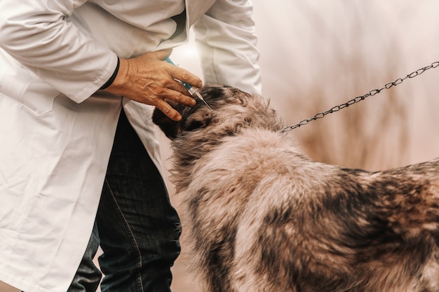 Ciérrese para arriba de veterinario en la bata blanca que da la vacuna al perro. Exterior rural