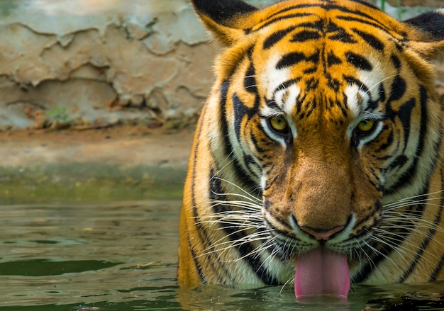 Ciérrese encima del agua potable del tigre de la cara