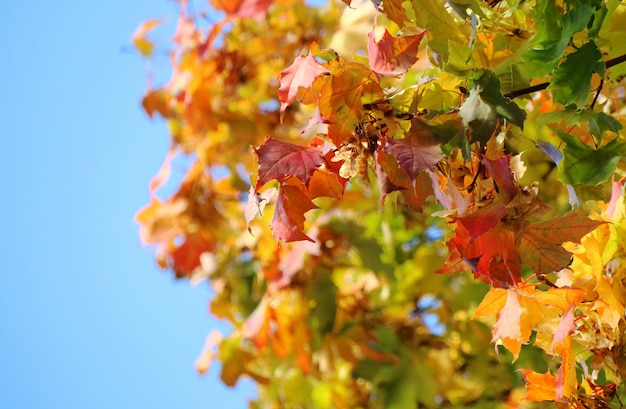 Ciérrese encima de árbol de arce con las hojas anaranjadas, rojas y el cielo azul en otoño.