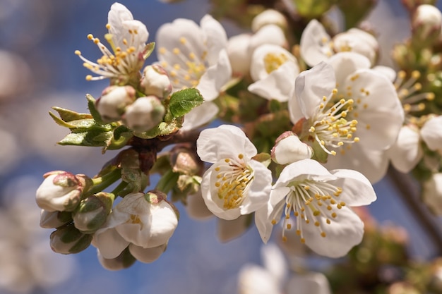 Ciérrese encima del árbol de flor de cerezo blanco.