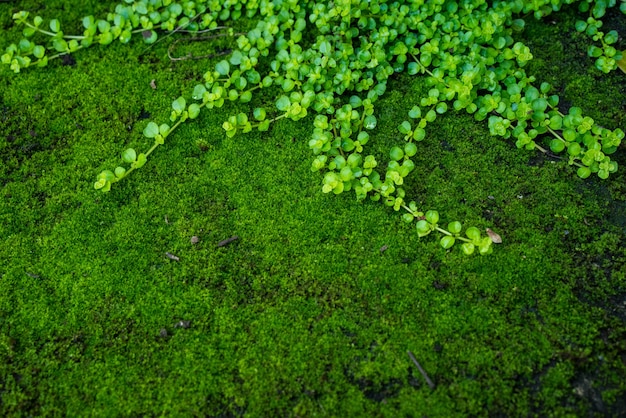 Ciérrese encima del bosque verde hermoso del musgo.