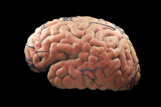 Ciérrese encima de Brain Concept realista. Renderizado 3D